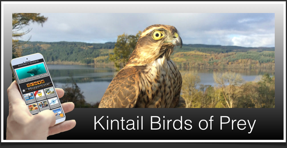 Kintail Birds of Prey