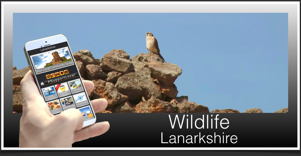 Wildlife Header Lanarkshire
