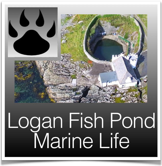 Logan Fish Pond Marine Life