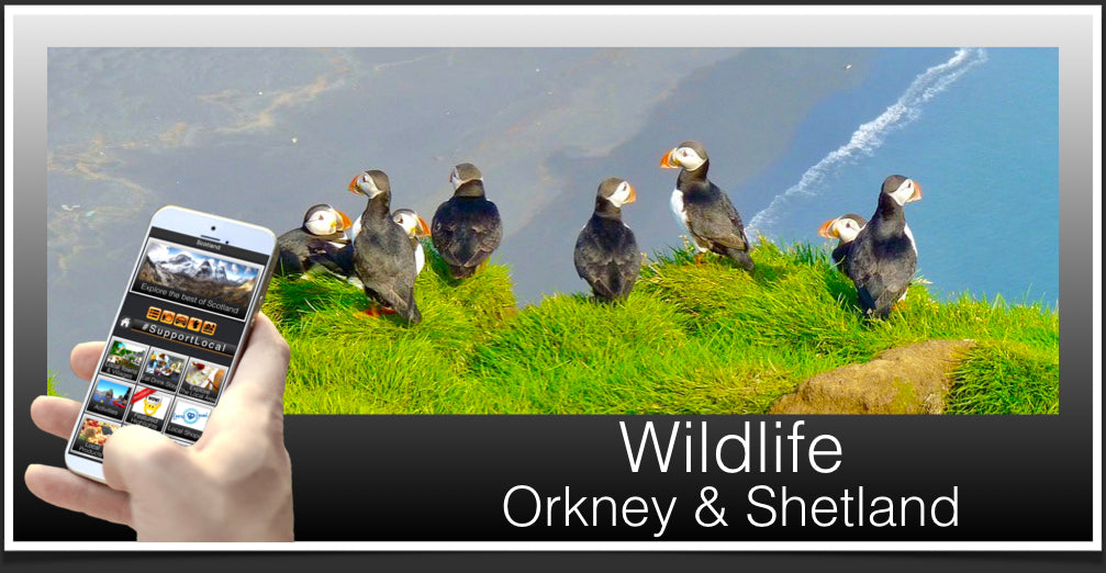 Wildlife Header Orkney