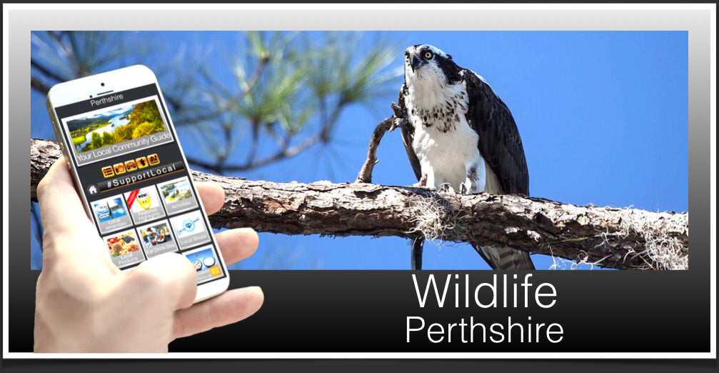 Wildlife Header Perthshire