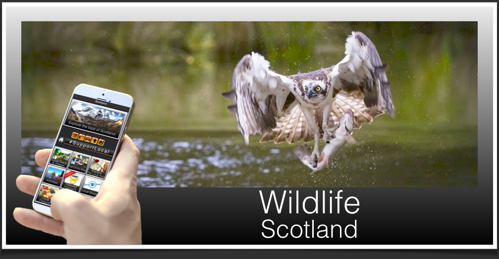 Wildlife in Scotland