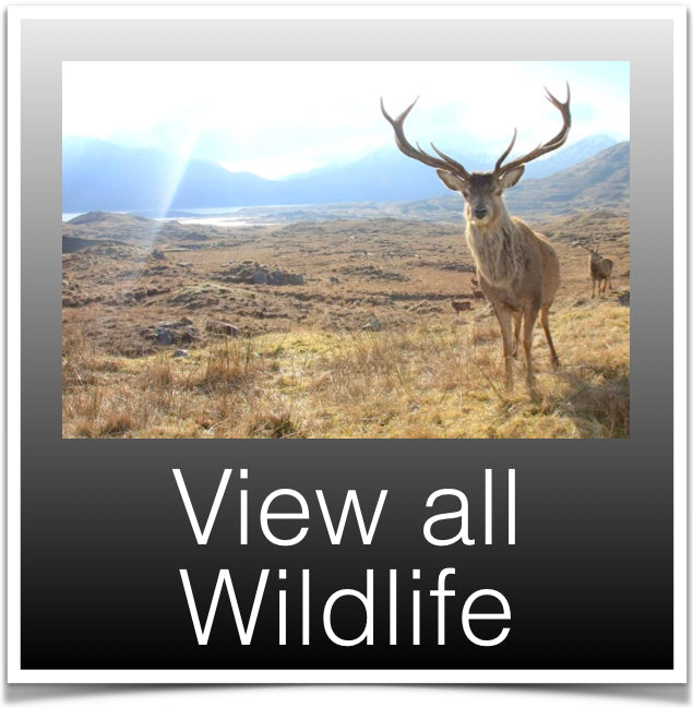 View all Wildlife