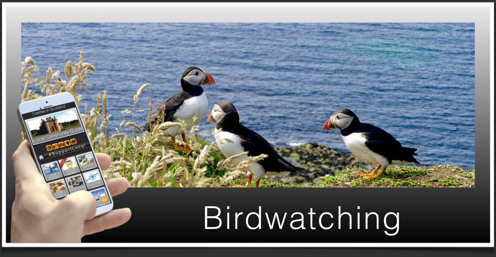 Birdwatching Header Scotland