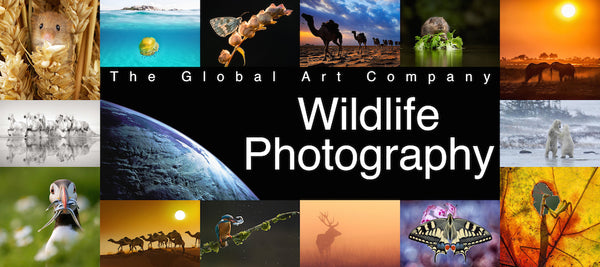 The Wildlife photography collection - The Global Art Company