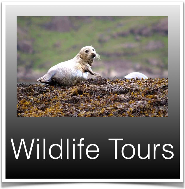 Wildlife Tours