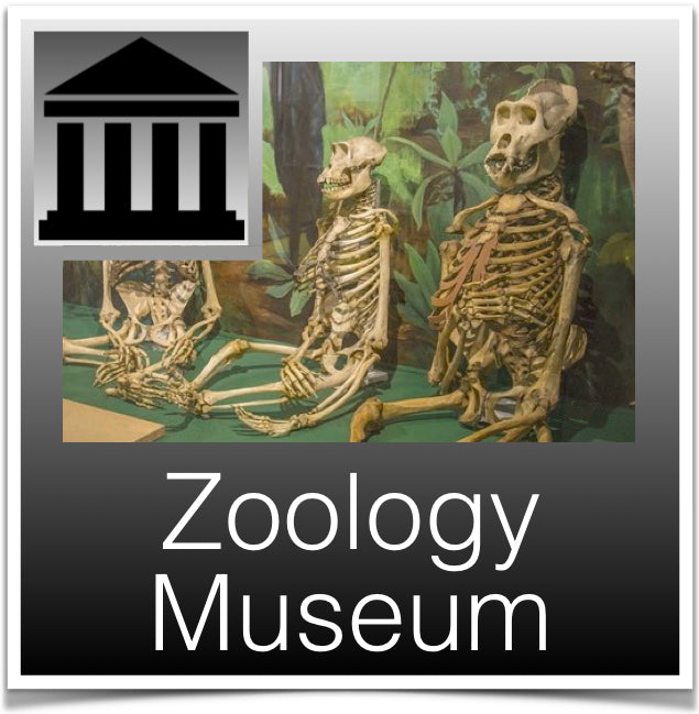 Zoology Museum