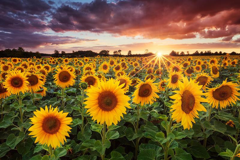 Sunrise Sunflowers At Sunset Photography The Global Art Company