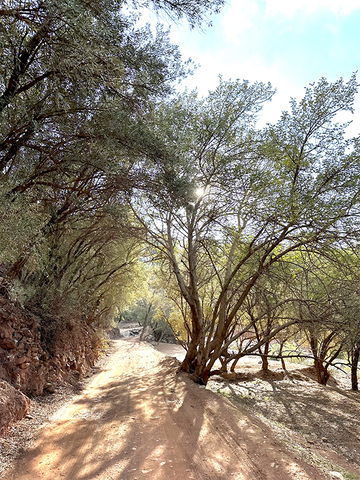 olive trees in atlas mountains