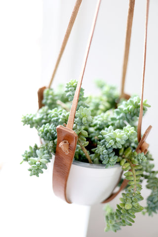 Flourish plant hanger, Jubilee Trading Co