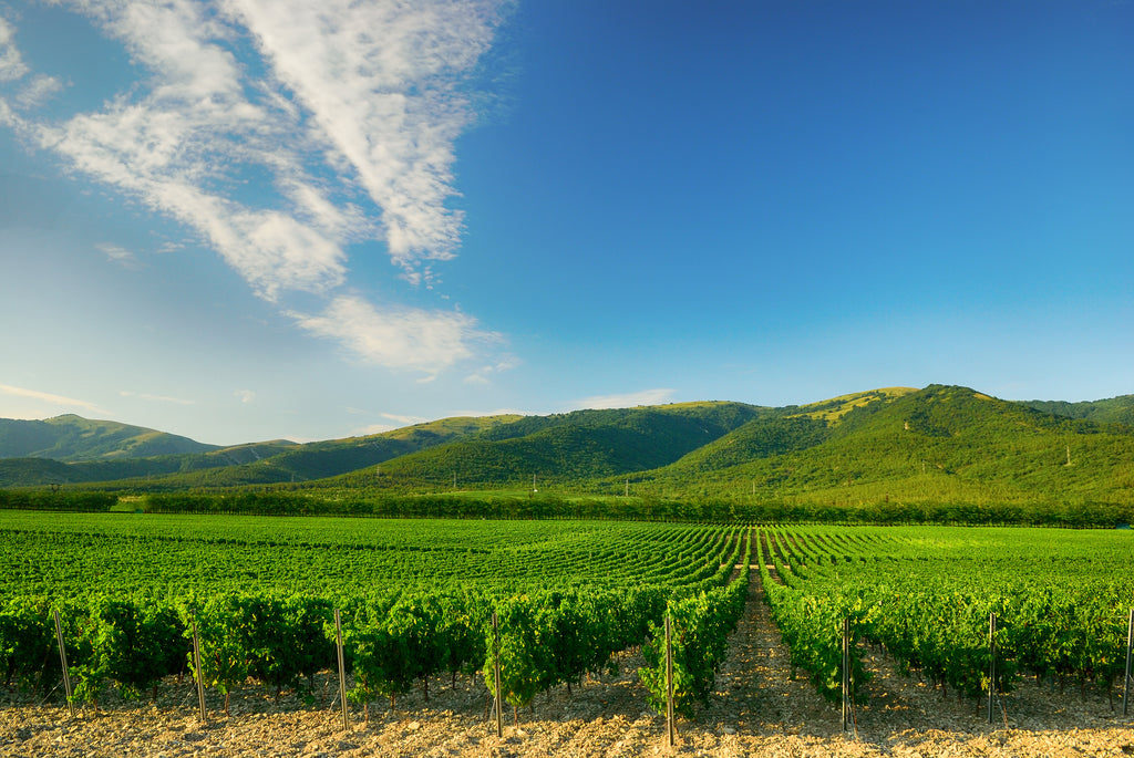 Weinberge in der Champagne