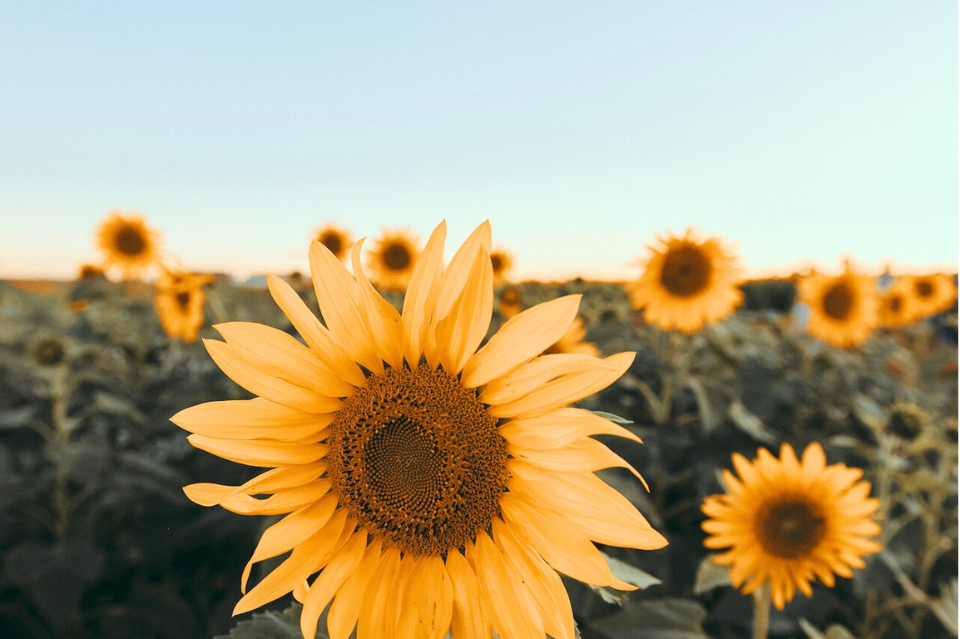 Sunflowers growing in field