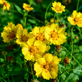 Coreopsis Flowers in Field