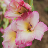 Close up of Gladiolus Flower