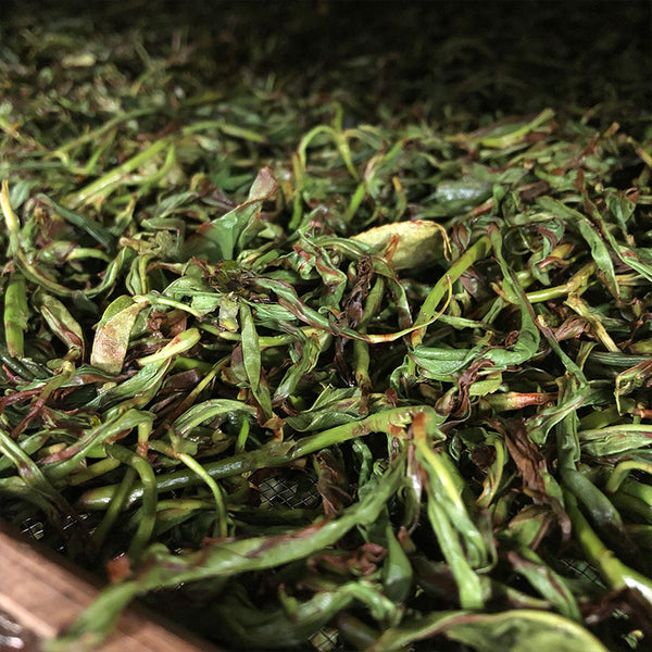 oolong tea oxidation processing