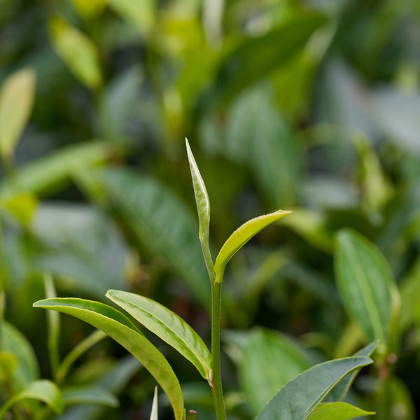 A spring tea bud in a tea field in Yunnan