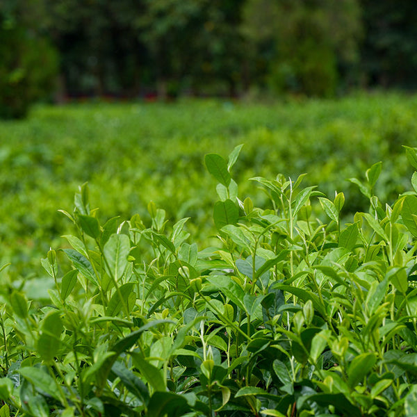 a tea field in Yunnan province budding with fresh growth