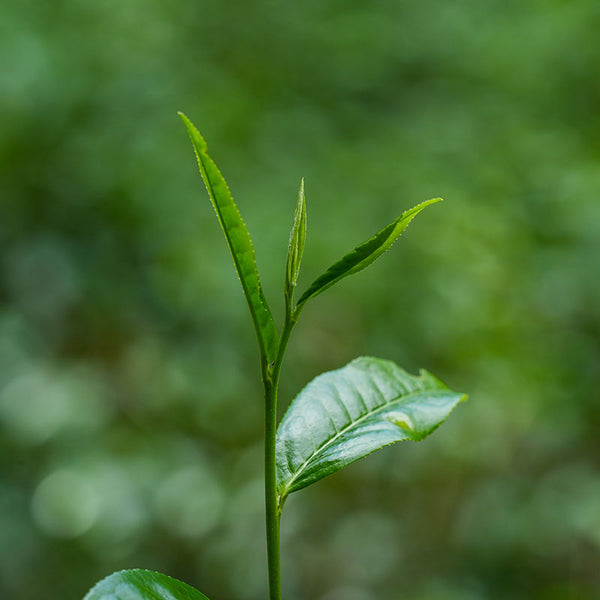 a tea bush with new budding growth