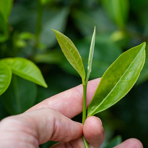 a fresh bud on a tea plant in Yunnan