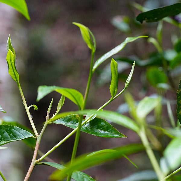 an image of a fresh tea leaf