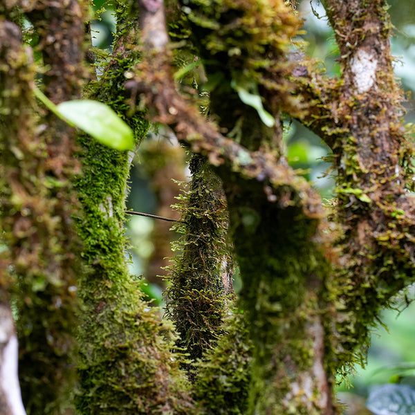 An old arbor, or gushu tea forest