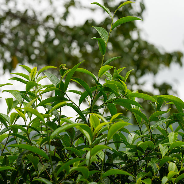Fresh Puer tea growth in the mountains of Yunnan