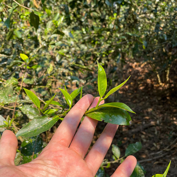 Fresh sheng Puerh tea buds in spring