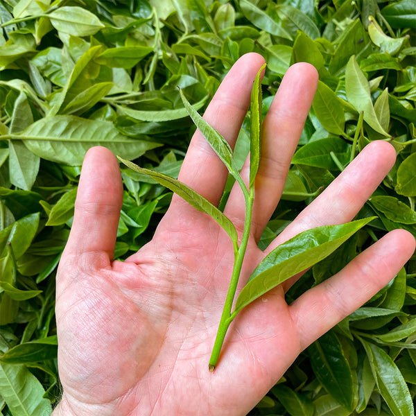 Fresh Raw Puer tea leaf large leaf varietal