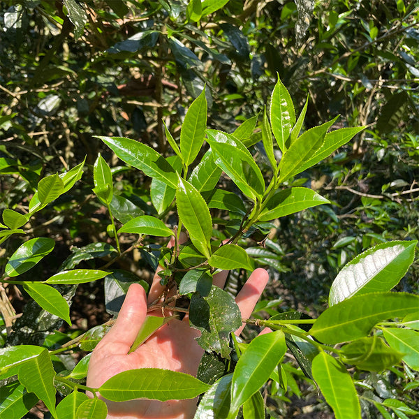 fresh Puer tea leaves on the tree