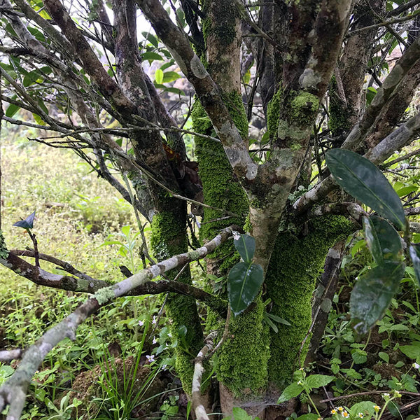 Old arbor dancong oolong tea trees