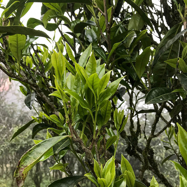Dancong oolong tea buds fresh on a tree