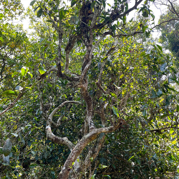 Gushu old arbor sheng Puerh tea tree