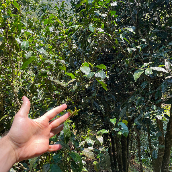 Puer Tea trees in Yunnan