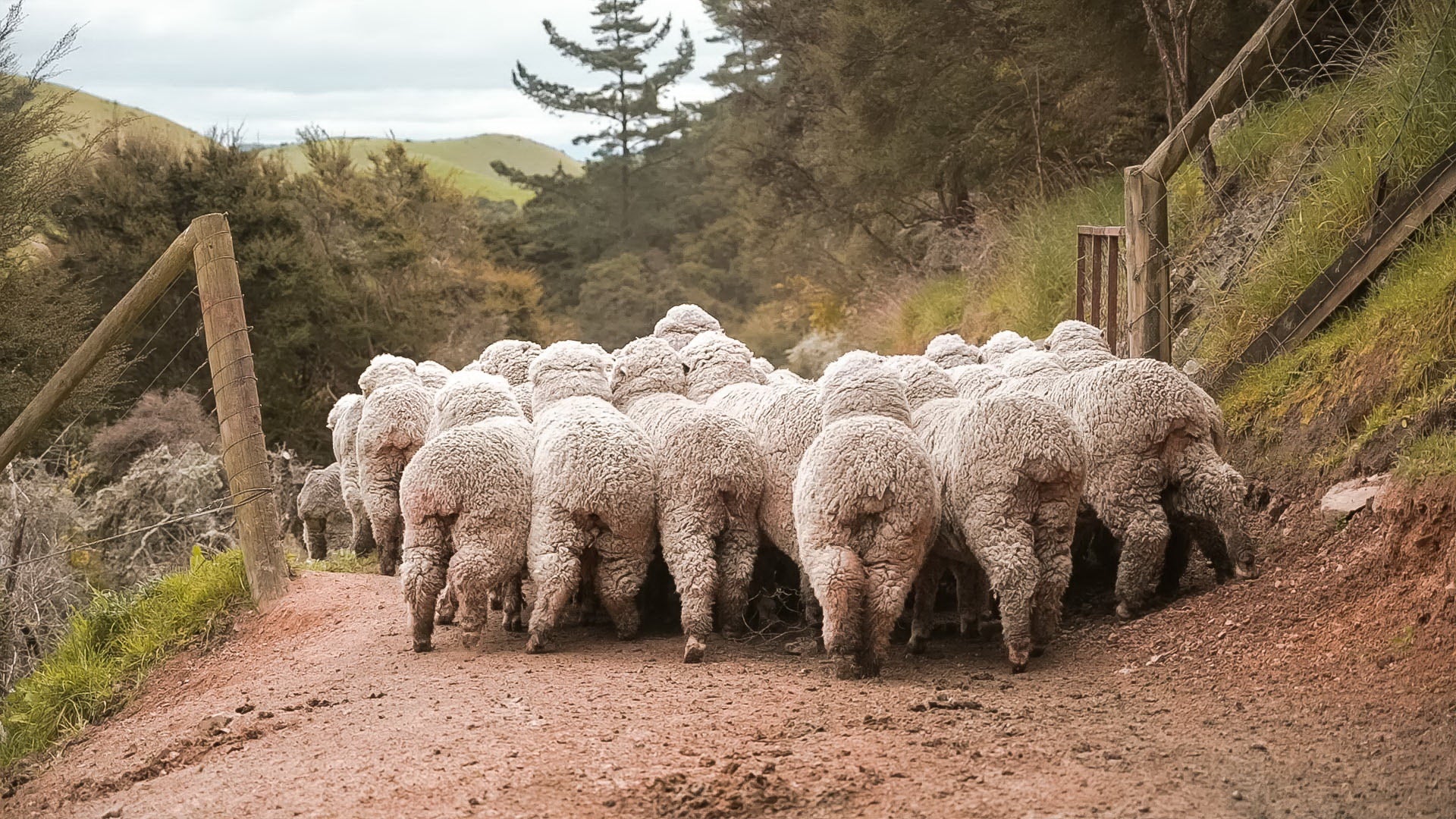 Why Merino Wool is better than Traditional Wool