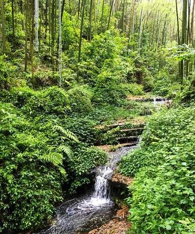Nachhaltiger Bambuswald
