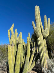 cactus cluster