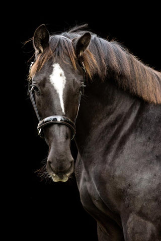 probleem De Alpen Schandalig Paarden te koop - MacRider