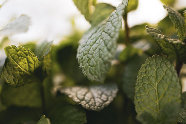 a close up of menthol leaves