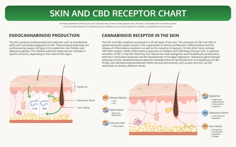 cbd for skin, cbd for pain, cbd for healthy skin, cbd for stress, cbd for anxiety, premium cbd oil, high quality cbd oil, hemp oil, hemp extract