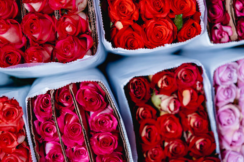 A picture of rows of pink and red roses in separate bags. Photo by Dan Gold on Unsplash.
