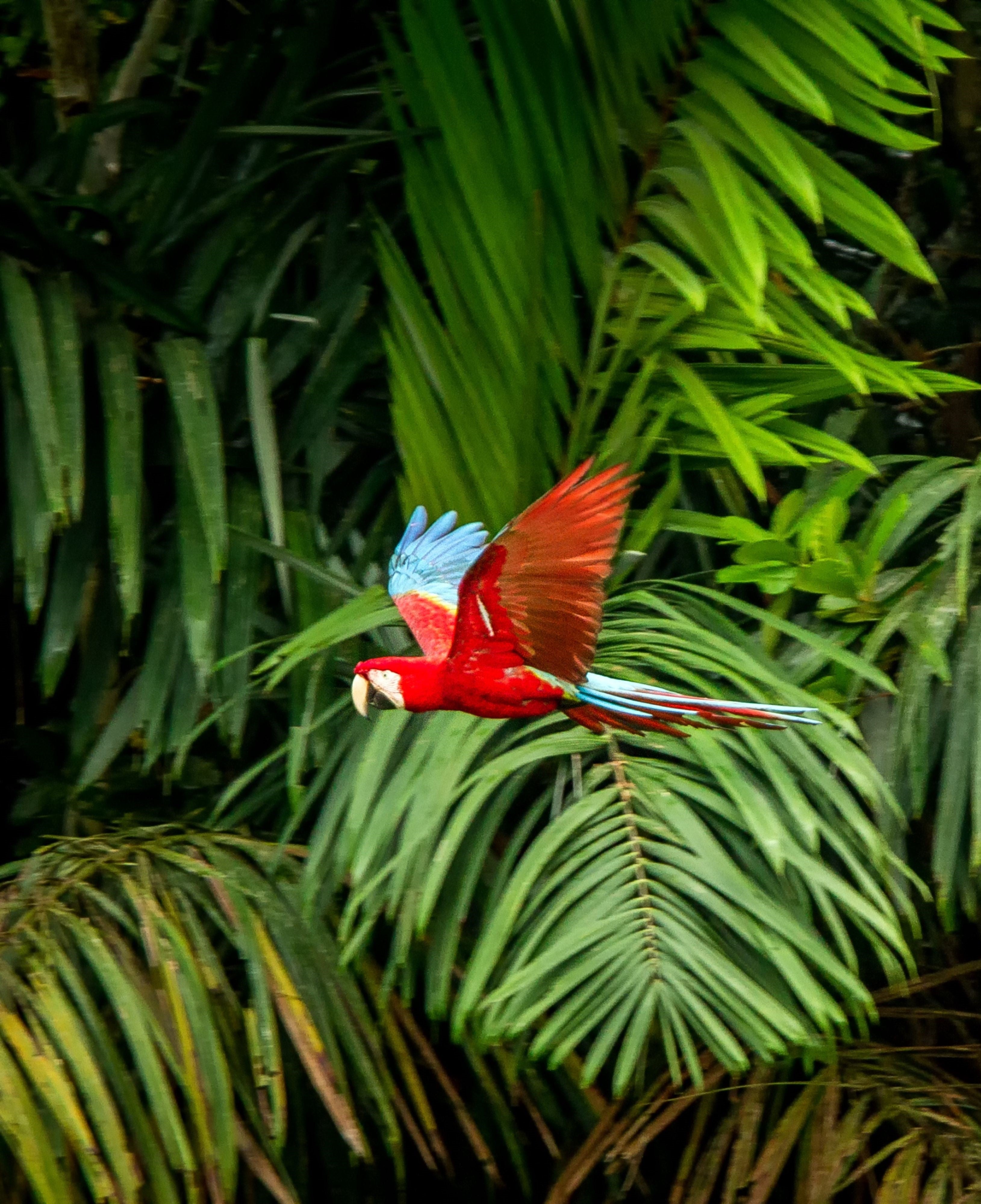 Amazonie perroquet