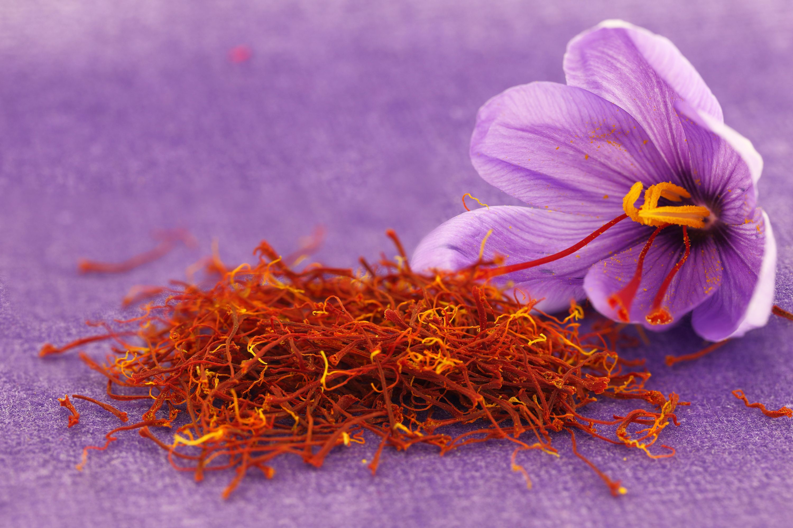 Fleur et pistil de safran sur fond violet