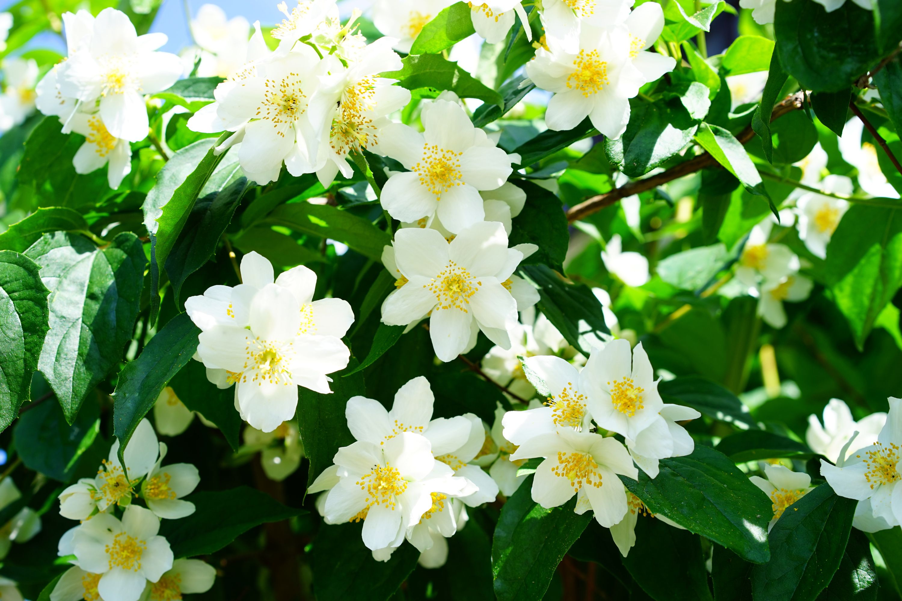 Jasmin en fleurs