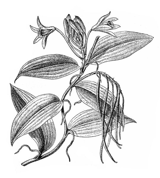 Illustration scientifique plante vanille