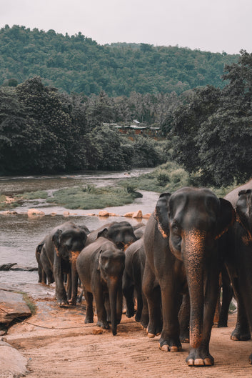 Eléphants au Sri Lanka