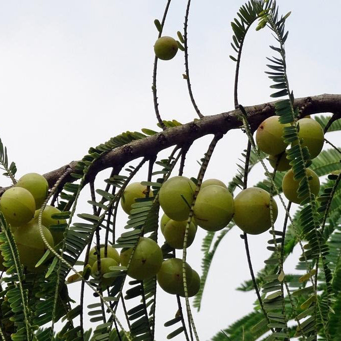 amla berry