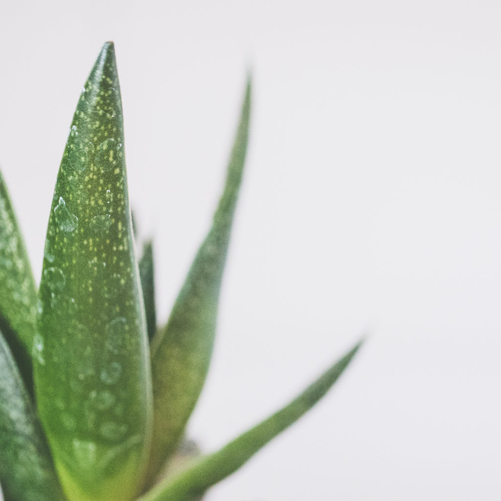 aloe