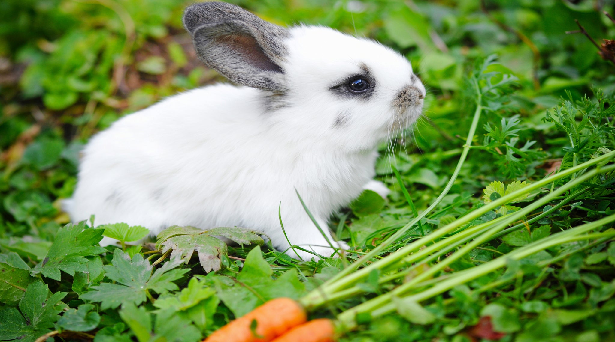 reliv organics certified cruelty free cute bunny
