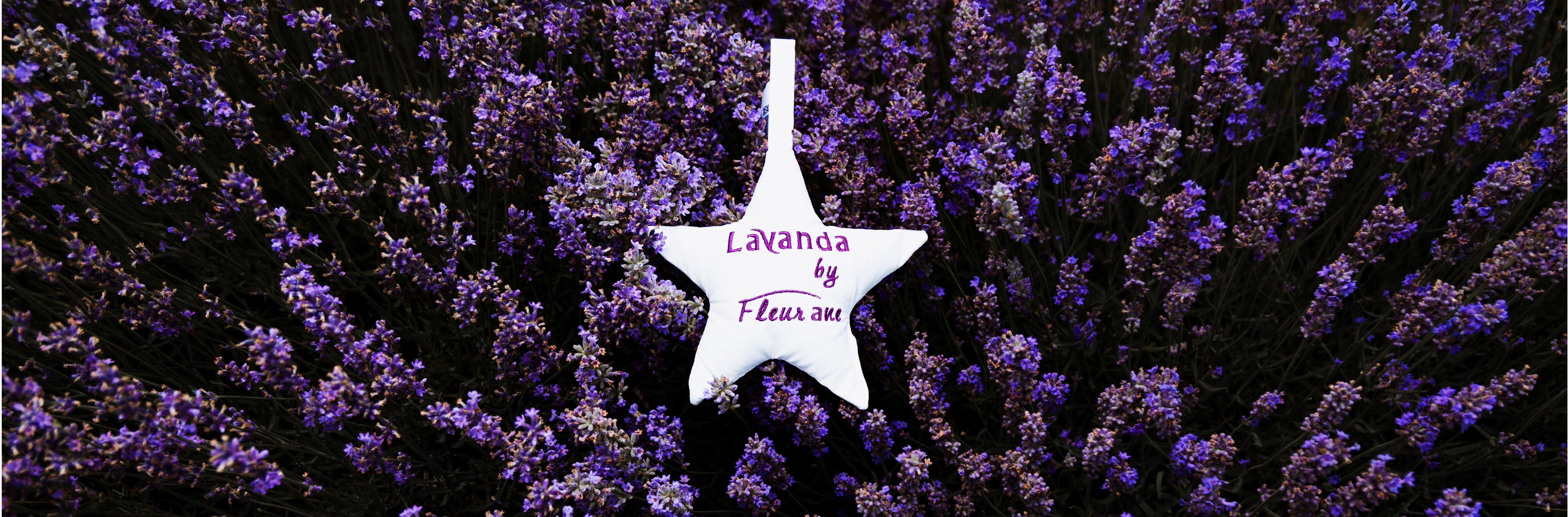 Cum se infiinteaza o cultura de lavanda