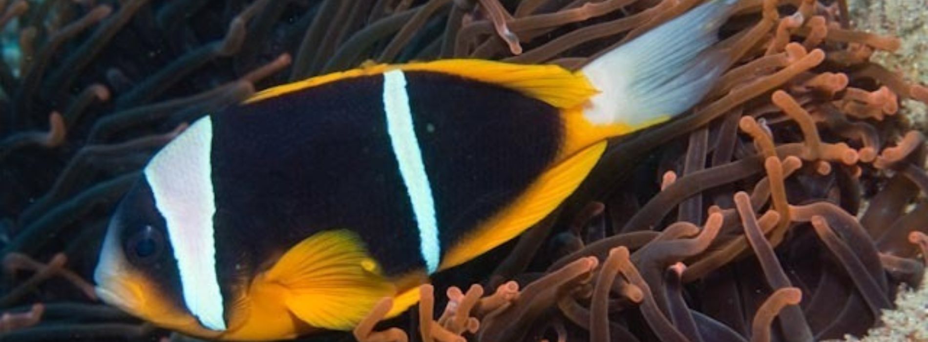 Allard's-Clownfish-hiding-in-the-reefs